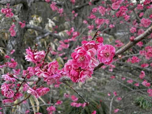 Plum Red Plum Plum Blossoms Spring Pink