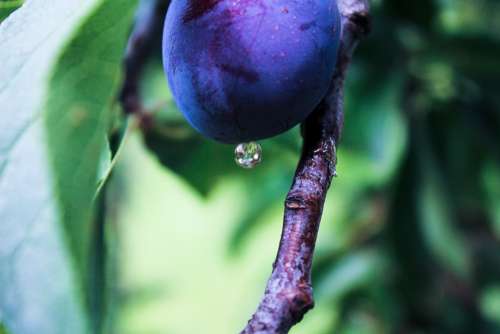 Plum Fruit Drop Plums Ripe Organic Juicy Plant