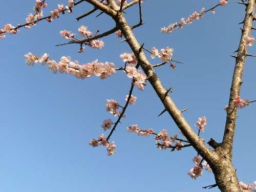 Plum Plum Blossoms Pink Arboretum Spring