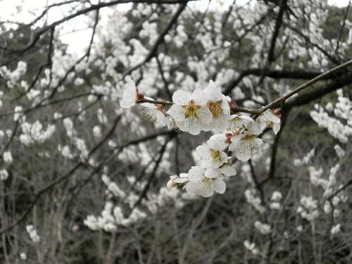 Plum Plum Blossoms White Flowers Spring