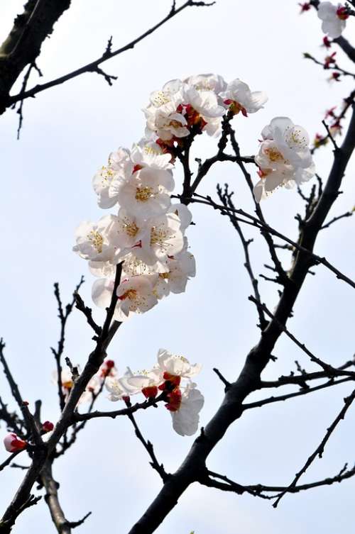 Plum Blossom Branches White Red In Full Bloom