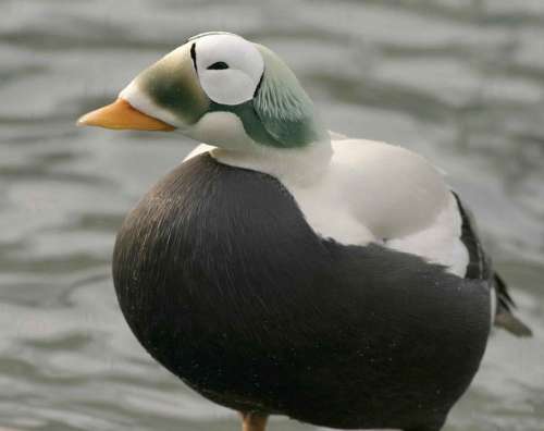 Plumage Winter Feathers Somateria Eider Spectacled