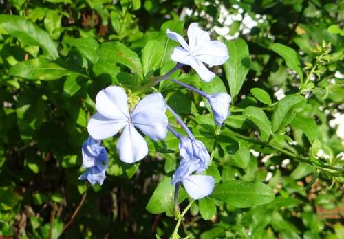 Plumbago Cape Leadwort Nila Chitrak Flower Blue