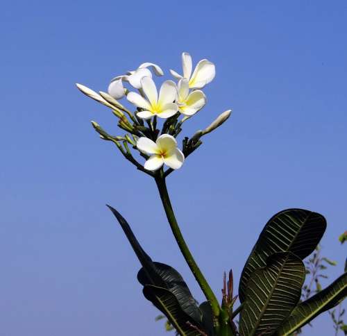 Plumeria White Frangipani Flower Tropical Hubli