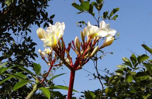 Plumeria Common White Frangipani Flower Tropical