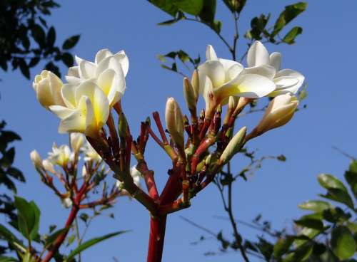 Plumeria Common White Frangipani Flower Tropical
