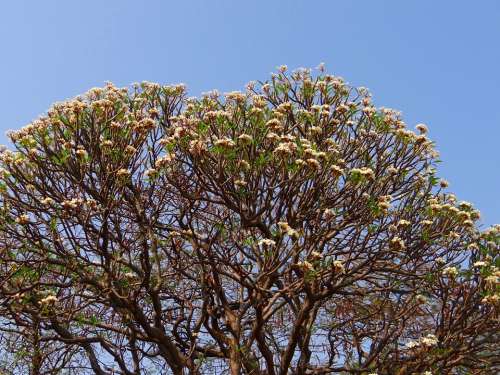 Plumeria Frangipani Flowers Tree Blossoms India