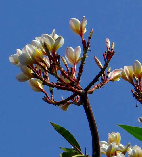 Plumeria Frangipani Flower Blossom White India