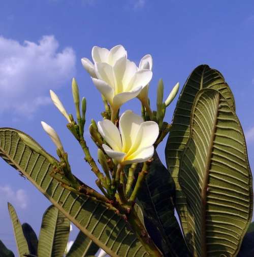 Plumeria Frangipani Flower White Blue Sky India