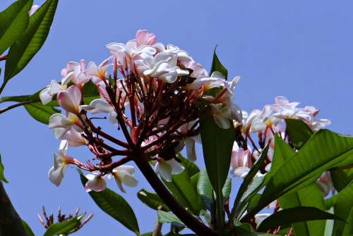 Plumeria Frangipani Flower Blossom Tropical