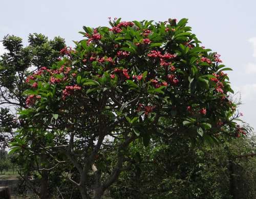 Plumeria Rubra Frangipani Red Frangipani Temple Tree