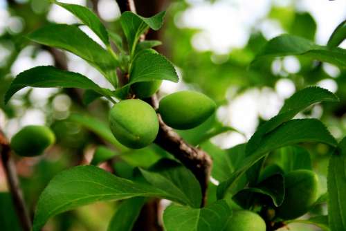 Plums Rounded Pointed Green Shiny Young Growing