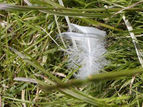 Plumule Swan Bank Grass Memory Whites