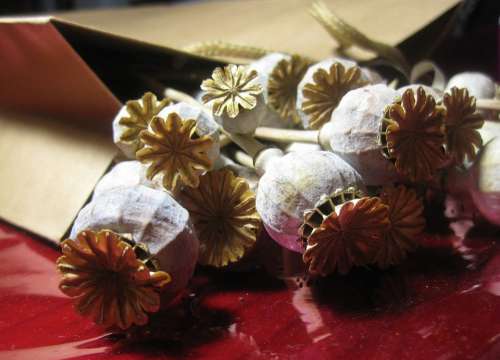 Pods Seed Poppy Dry Bleached Paper Packet Brown