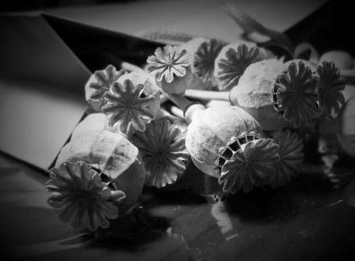 Pods Seed Poppy Dry Bleached Detail Black White