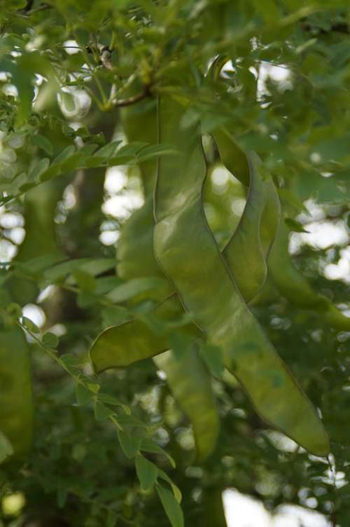 Pods Green Tree Tamarind Carob