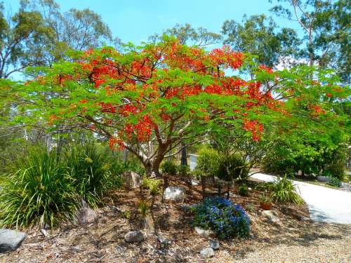 Poinciana Tree Flowering Colorful Blossoms