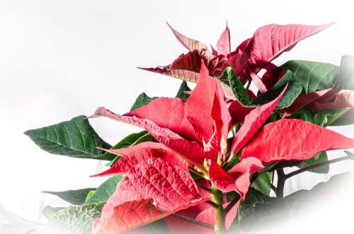 Poinsettia Red Leaf Advent Winter Flower