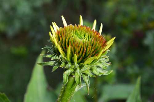 Pointed Flower Flower Blossom Bloom Plant Nature