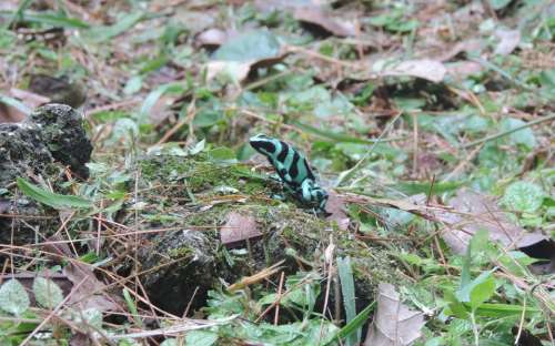 Poison Dart Frog Frog Poison Frog Color Frog Green