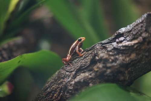 Poison Dart Frog Poison Frog Frog Exotic Rainforest