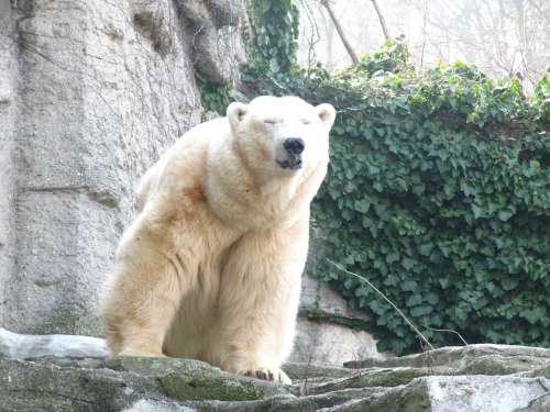 Polar Bear Bear Animal World Sweet Bears Zoo Rest