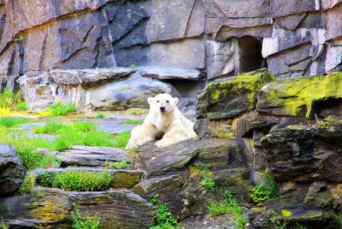 Polar Bear Bear Enclosure Bear Enclosure Zoo