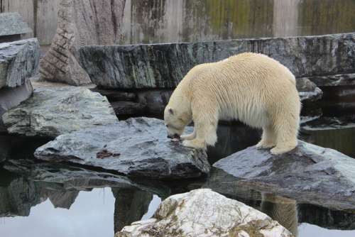 Polar Bear Bear Zoo Animal
