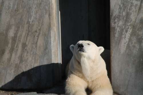 Polar Bear Bear Rest Zoo