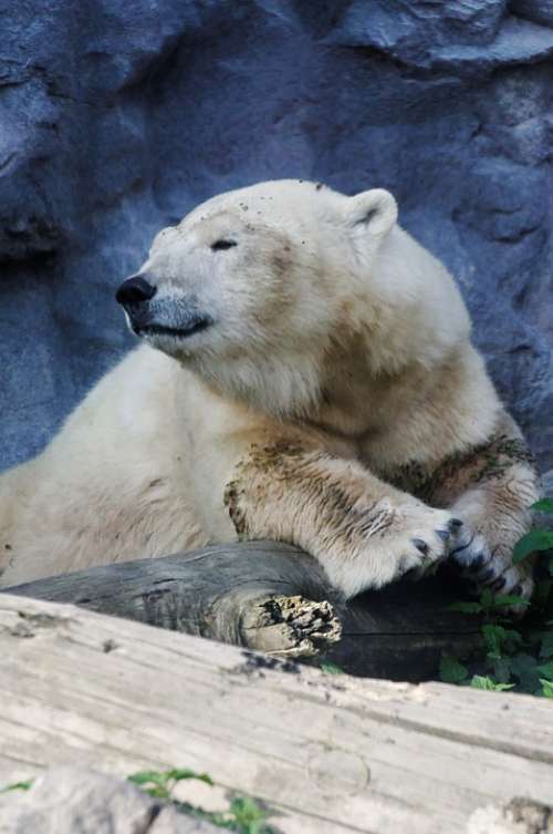 Polar Bear Portrait Bear Rest Fur Feelings Luck