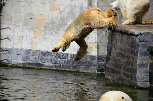 Polar Bear Jump Pike Jump Water Ursus Maritimus