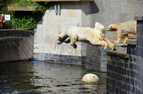 Polar Bear Jump Pike Jump Water Ursus Maritimus