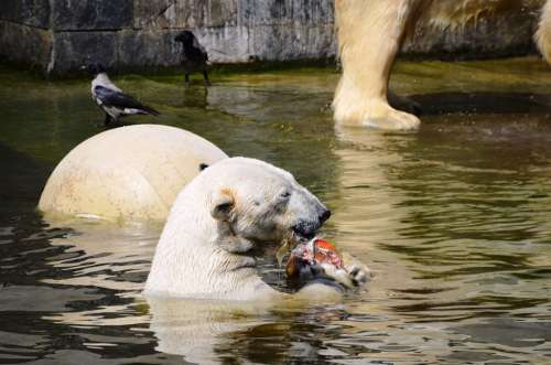 Polar Bear Swim Water Ursus Maritimus Predator Kind