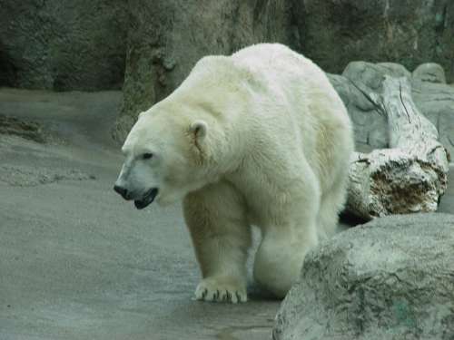 Polar Bear Zoo Polar Bear Animal White Mammal
