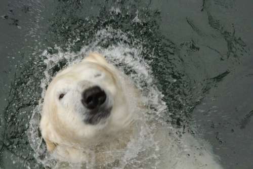 Polar Bear Bear Zoo Wildlife Animal Nature Water