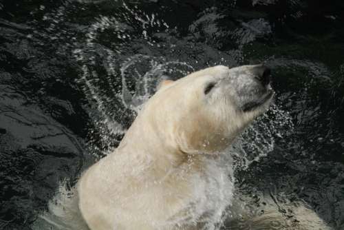 Polar Bear White Bear Zoo Wildlife Animal Nature