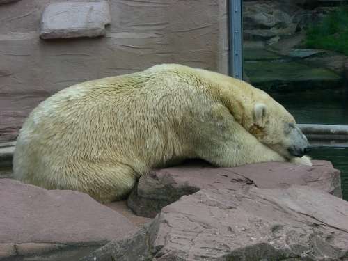 Polar Bear Bear Zoo Animal White Fur Lazy