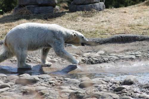 Polar Bear Bear Water Play Animal Nature Arctic