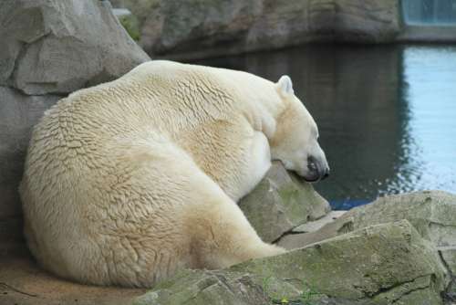 Polar Bear Zoo Fur Sleep Animal Bear Animal World