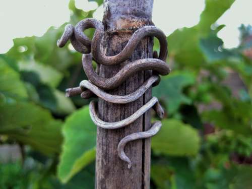 Pole Wood Vine Remnant Dry Twisted Snake-Like