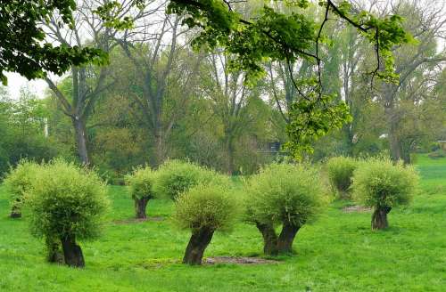 Pollarded Willows Pasture Pasture Trees Landscape