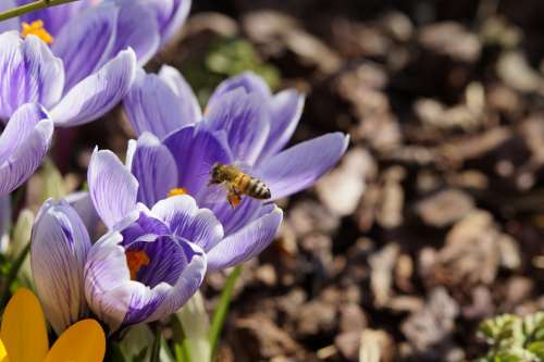 Pollen Bee Collect Pollen Pollination Crocus