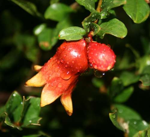 Pomegranate Fruit Young Red Droplets Water Rain