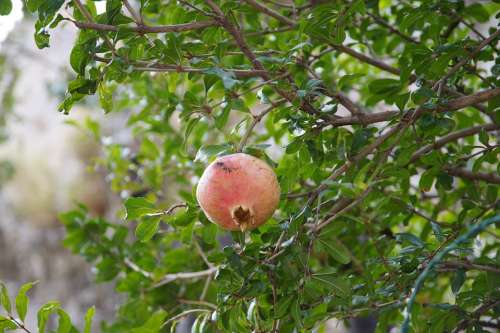 Pomegranate Fruit Nature Tree