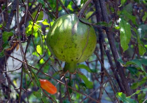 Pomegranate Fruit Bud Tree Dharwad India