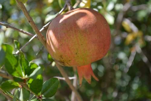 Pomegranate Food Fruit Nature Fruit Tree Orchard