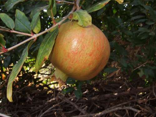 Pomegranate Fruit Mediterranean