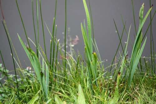 Pond Grass Green