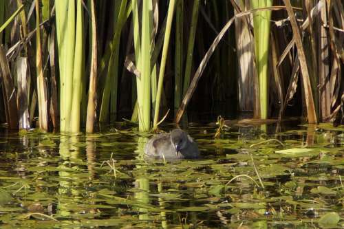 Pond Chicks Bird Reed Swim Duck Water