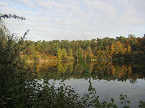 Pond Leaves Emerge Autumn Decoration